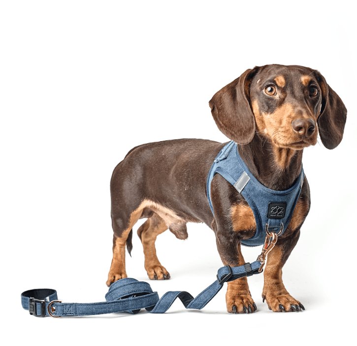 Harness & Leash Matching Made Easy: Coordinate Your Pup in NYC-Ready Colors