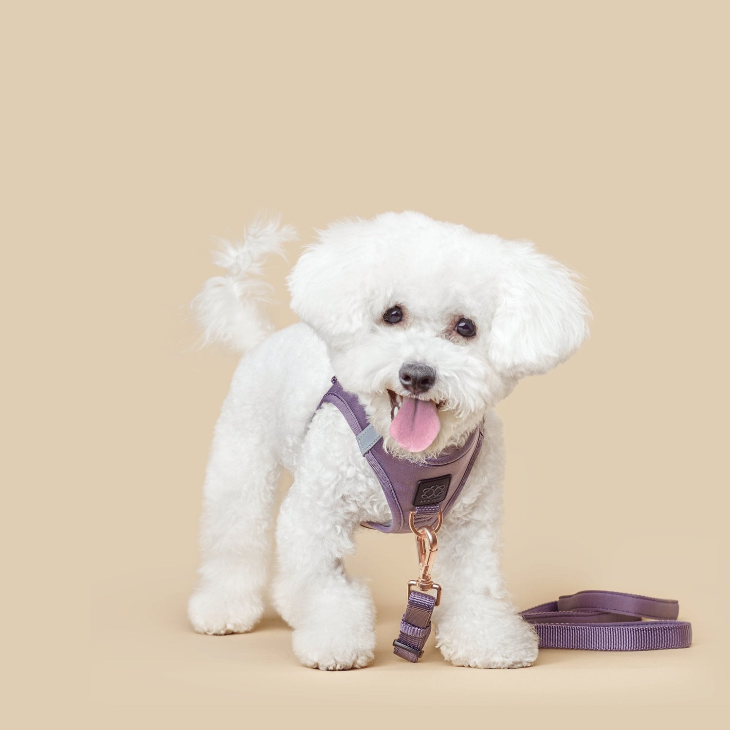 The Stylish Dog Owner’s Guide to Matching Walk Sets