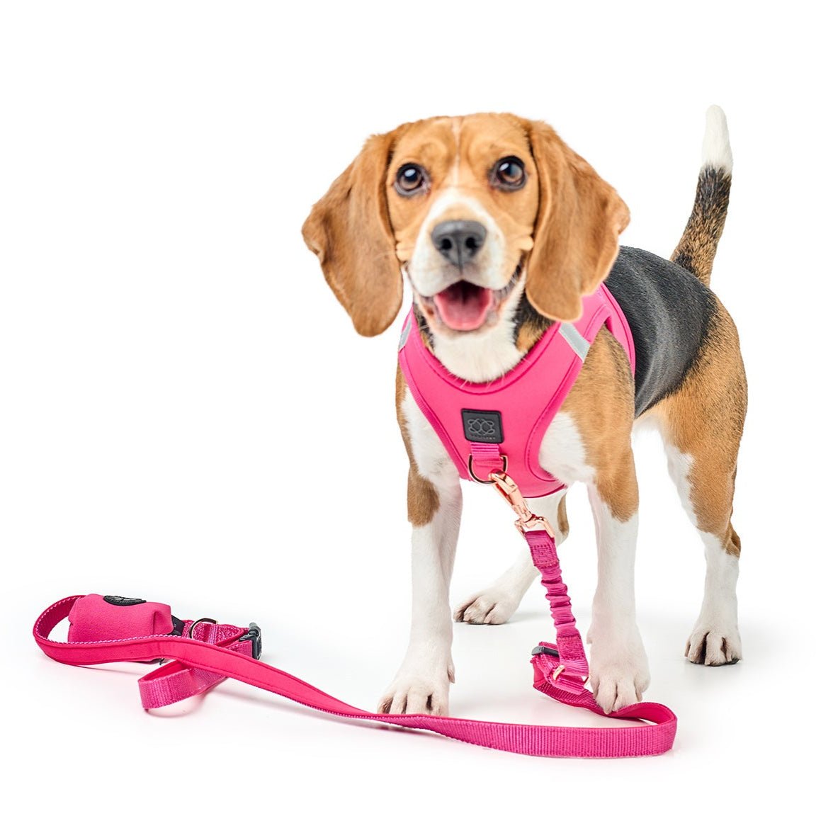 Stylish Dog Walking Sets That Make Every Walk Instagram-Worthy