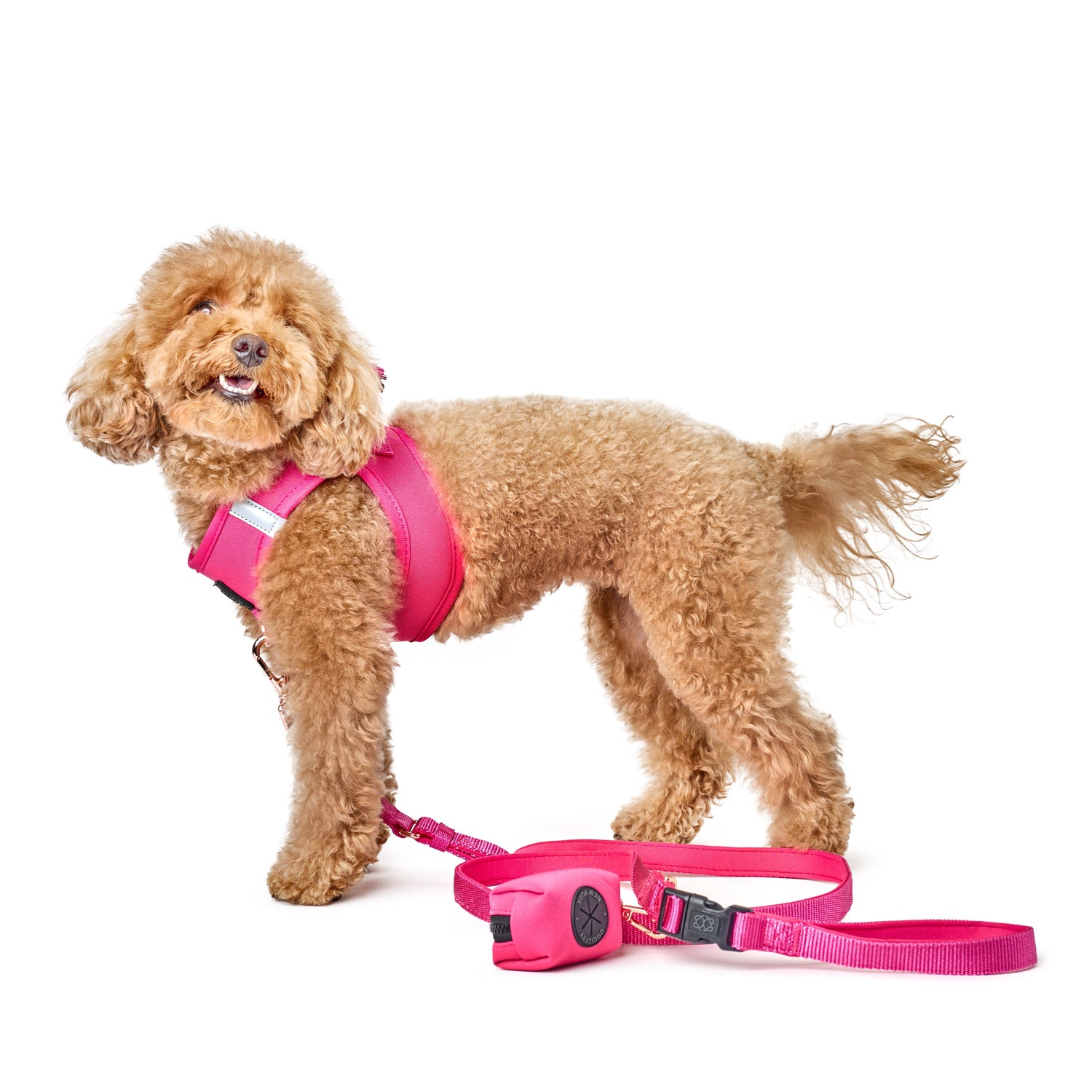 Luxury & Designer Dog Accessories: Are They Worth It?