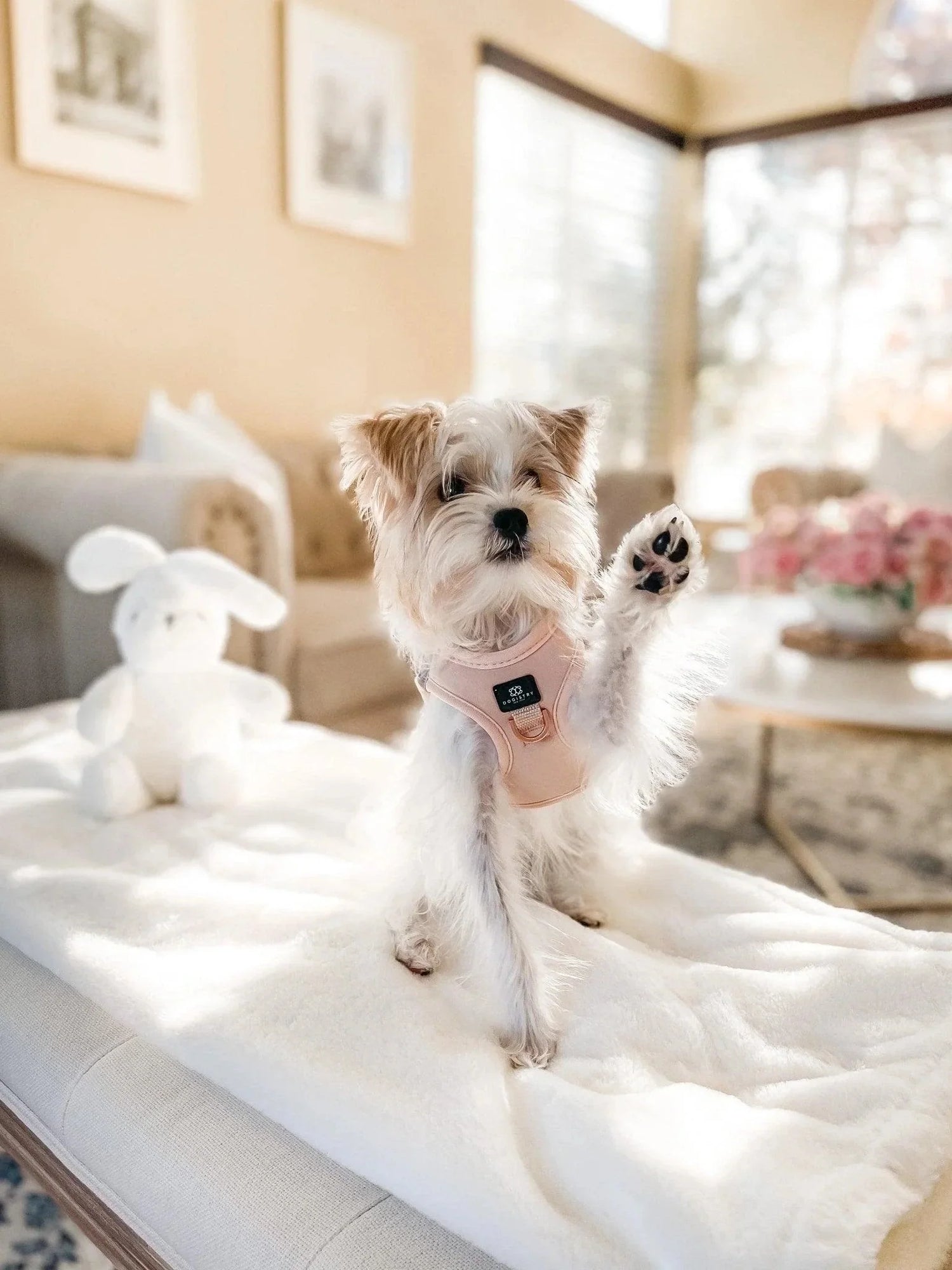 10 Best Dog Harnesses for Escape Artists (Keep Even the Craftiest Pups Secure!) 🐾