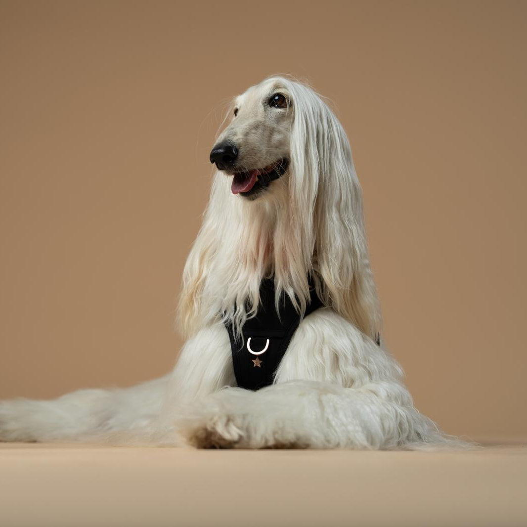 Why Dogistry Dog Harnesses Provide the Perfect Balance of Comfort, Control, and Safety for Everyday Walks