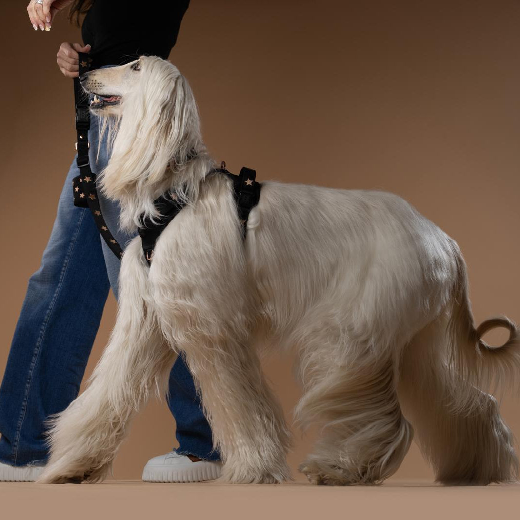 How the Right Dog Leash Improves Every Walk with Your Dog