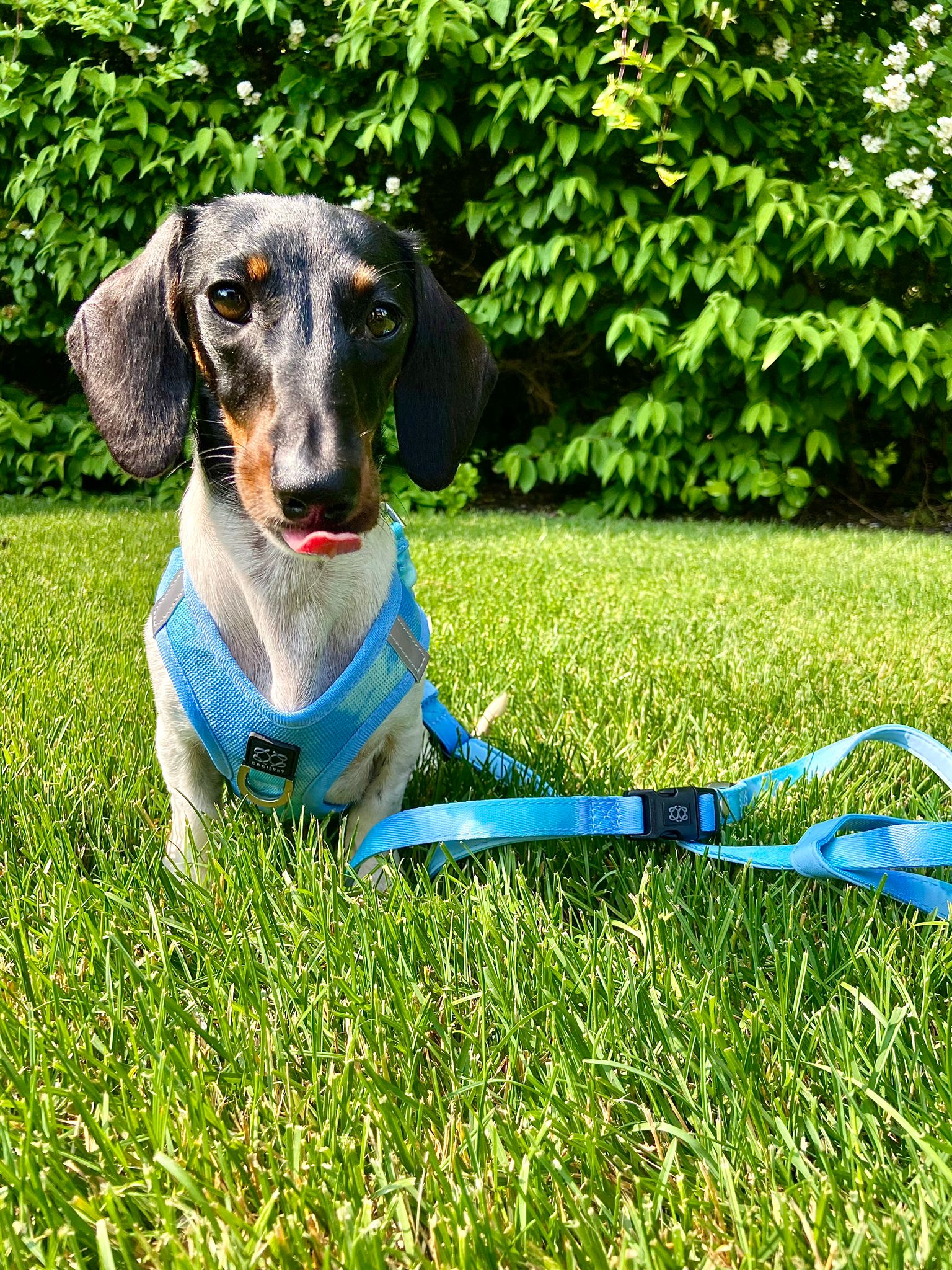 Most Popular Dog Harness Styles Trending with NYC Dog Owners