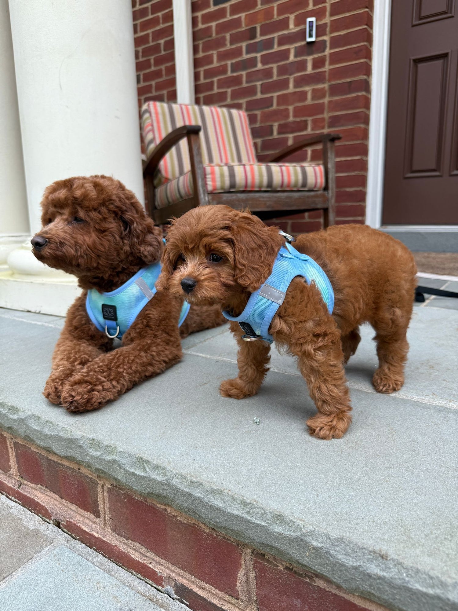 no-pull dog harness