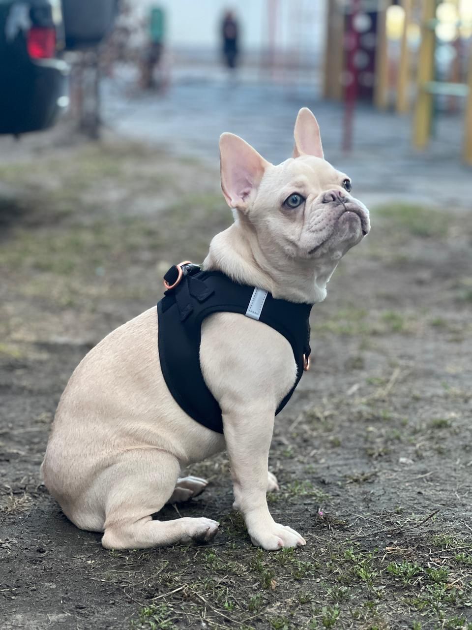 The Ultimate Guide to Walking Your Dog in the City (Without the Stress)