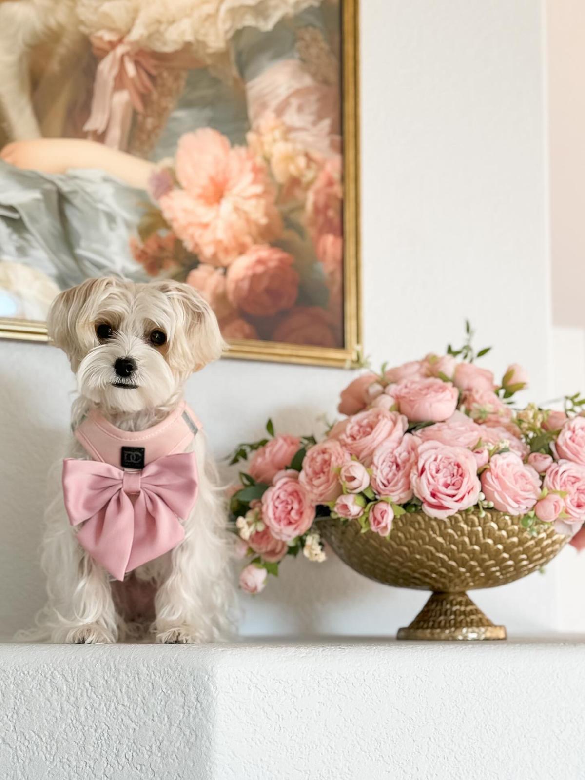 designer dog leashes and collars, designer dog collar and leash, pet accessories designer, fancy harness for dogs, luxury dog harness, fancy dog stuff, pet accessories designer, stylish dog leash