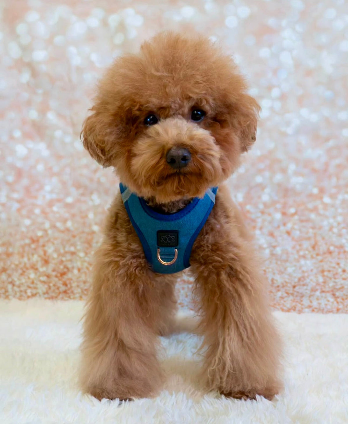 The Ultimate 8-Week-Old Puppy Crate Schedule for Potty Training Success