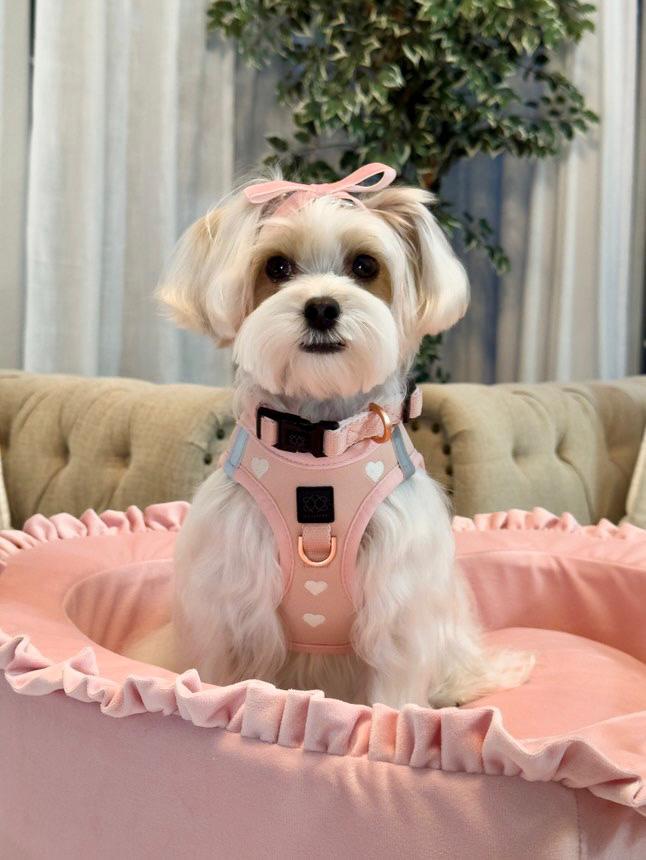 The Dog Mom’s Guide to Creating a Beautiful (and Functional) Dog Space at Home