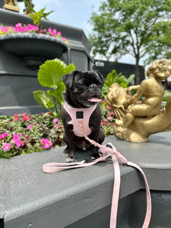 Top 10 Hands-Free Dog Leashes That Make Walks a Breeze — Dogistry Leads the Pack