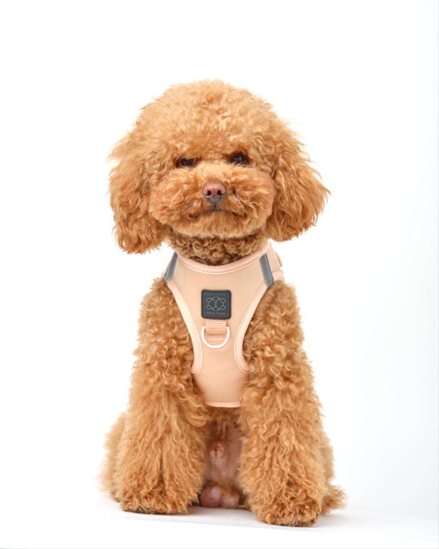 How to Choose the Right Dog Harness for Your Pup