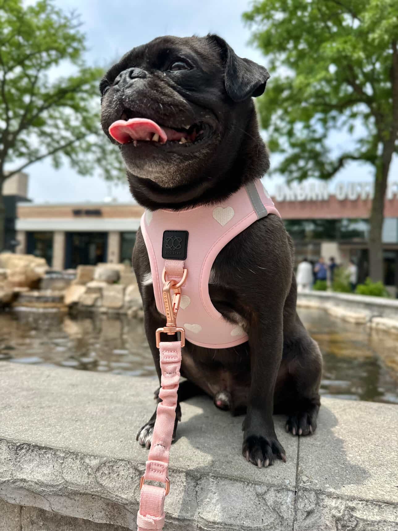 Dogistry™