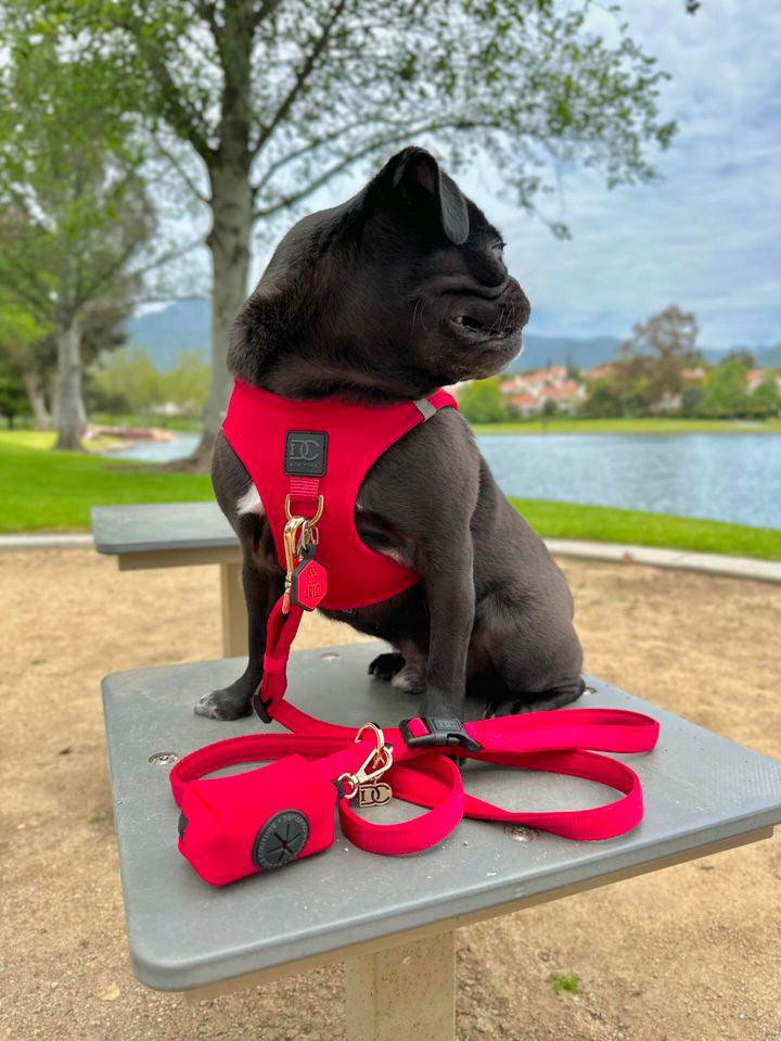 how to choose the right dog harness