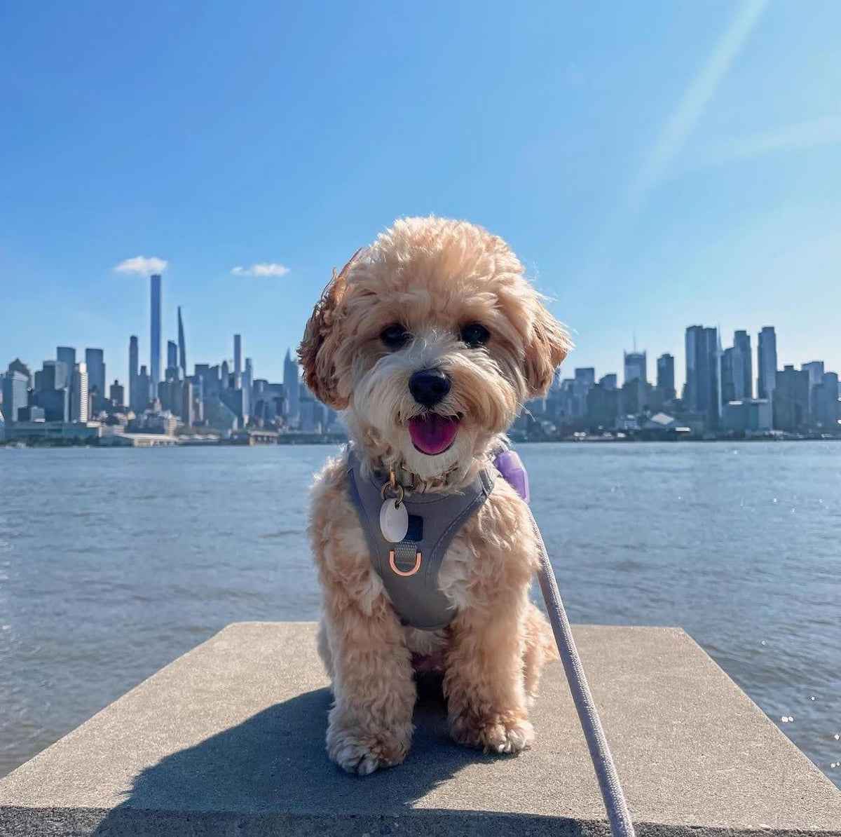 How To Put On A Dog Harness? [A Complete Guide]