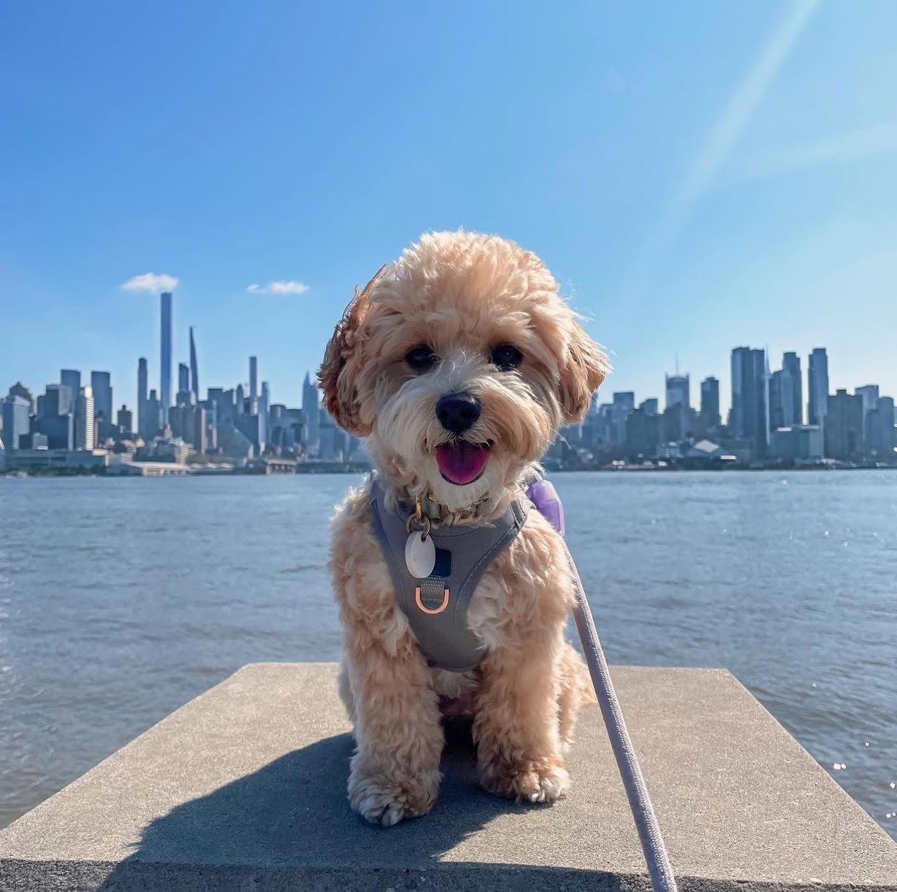 How To Put On A Dog Harness