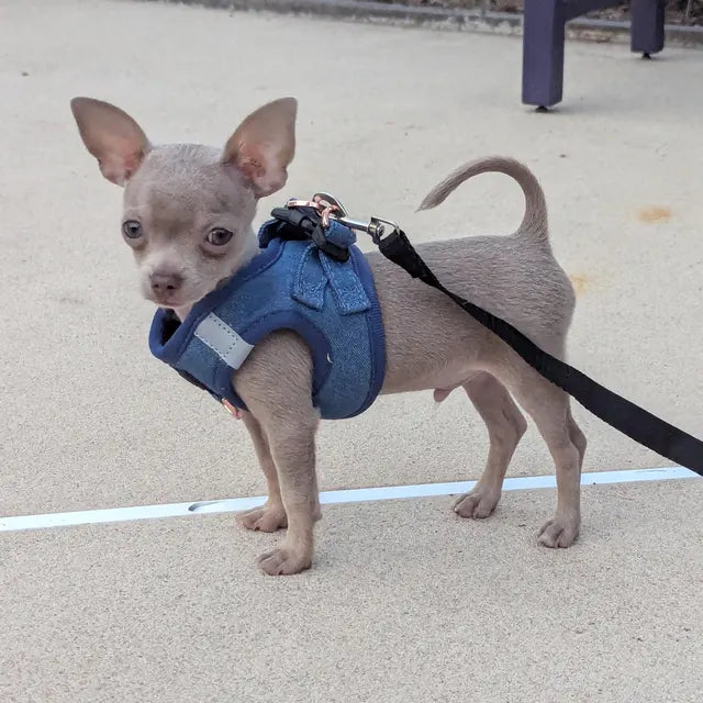 From Coffee Runs to Playdates: The Everyday Walk Essentials for Dog Moms 🐾