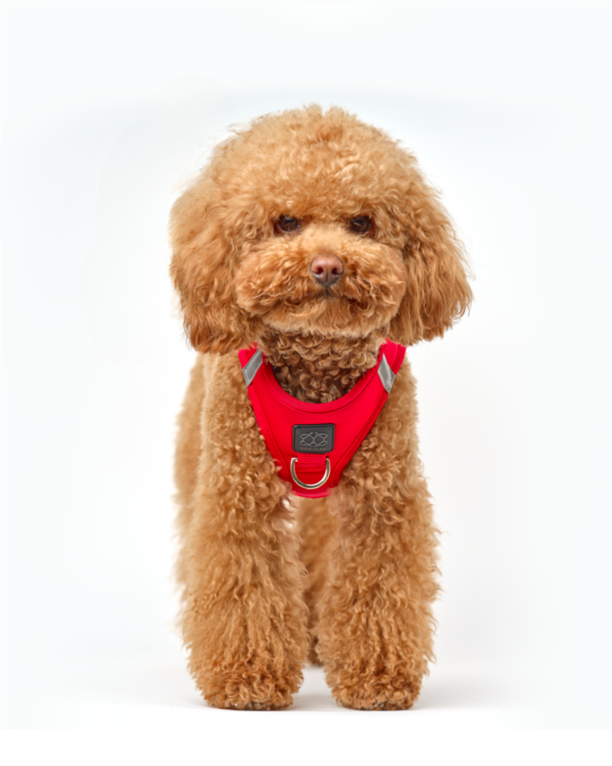 How to Measure Your Dog for the Perfect Harness Fit (Size Guide 2025)