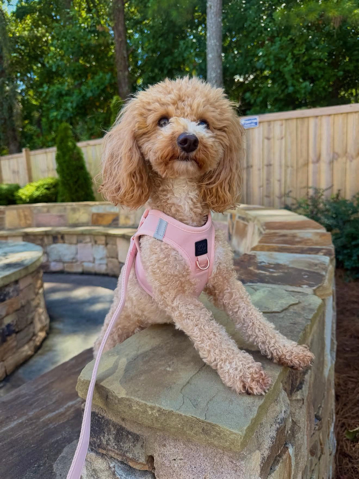 One Leash, Multiple Ways to Walk: Understanding the DOGISTRY 3-in-1 City Leash
