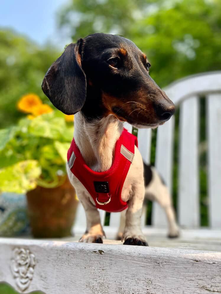 Top Dog Walking Trends Every Pet Parent in 2025 Should Know