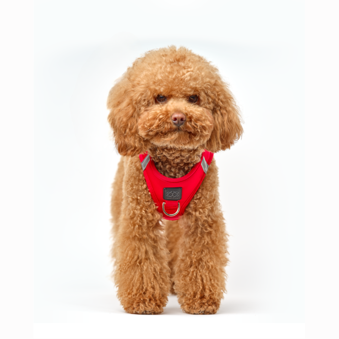 How to Choose the Right Harness for Your Dog’s Size and Personality