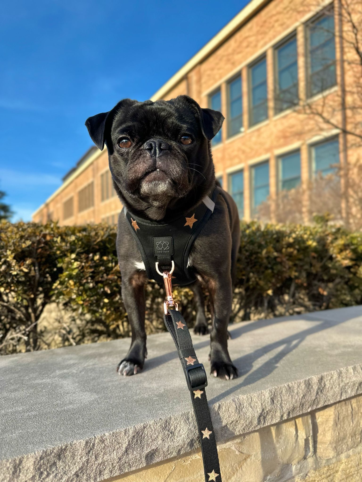 How to Keep Your Dog Calm During Loud City Walks