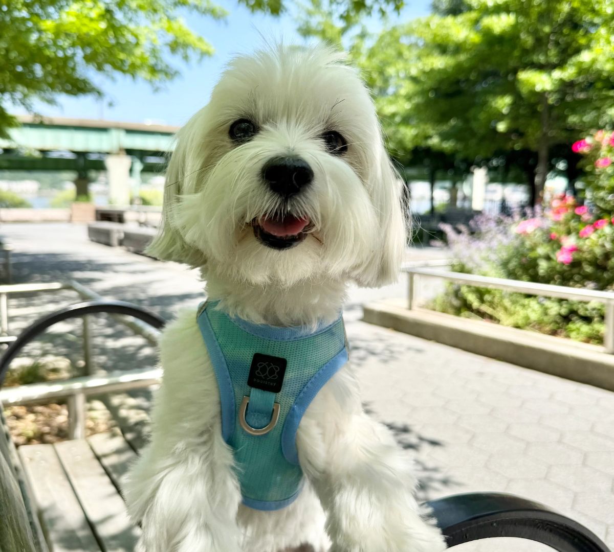 How to Travel with Your Dog in NYC: A City Owner’s Guide