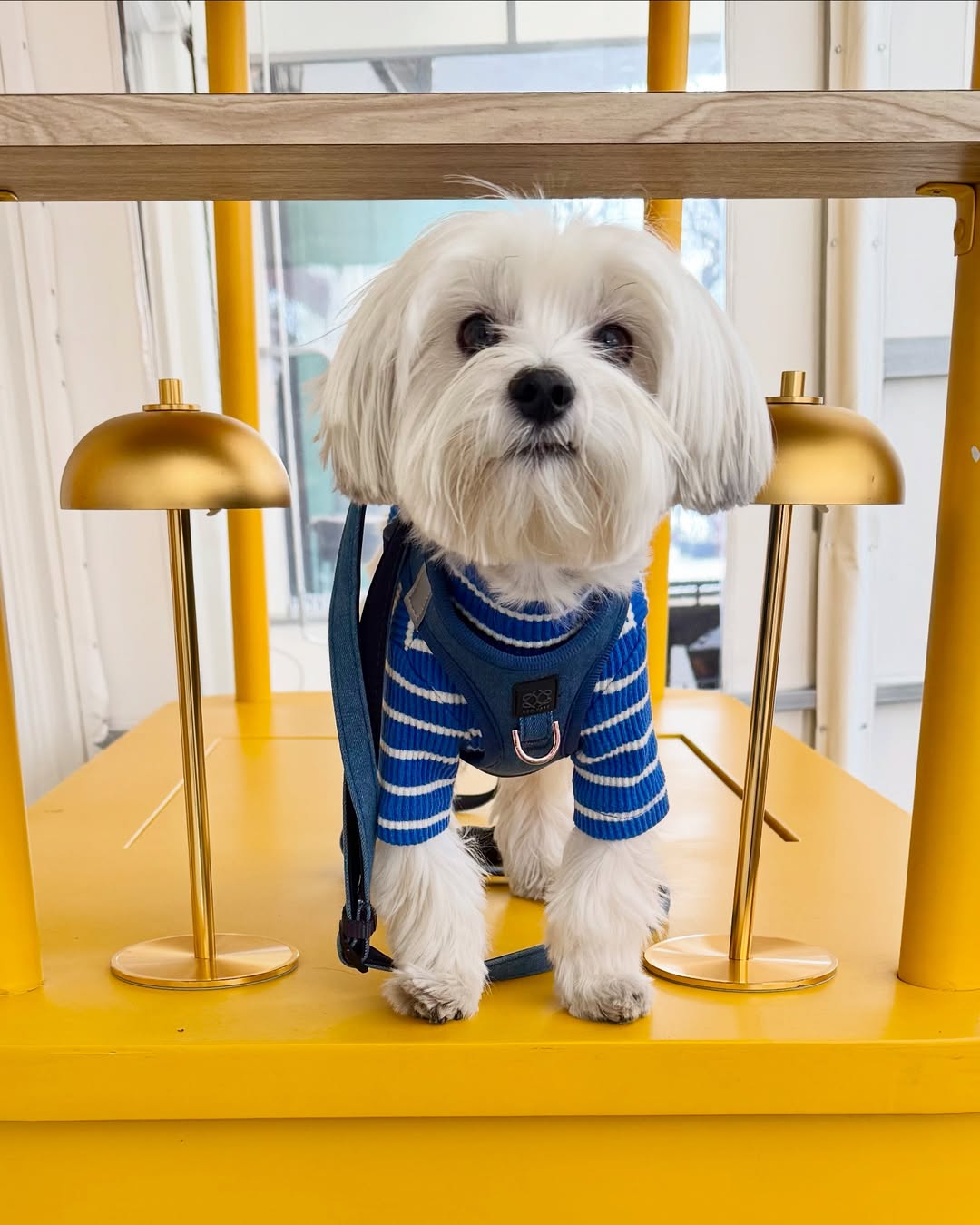 The Best Dog Harnesses for Apartment Living in New York City 🐾🏙️🚪