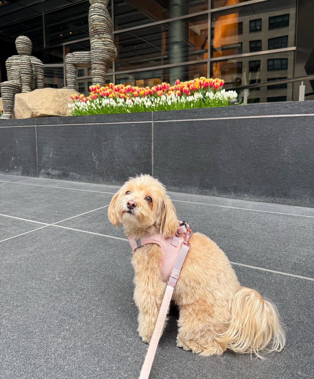 Dog Mom Must-Haves: Seasonal Gear for Hot Pavement, Rainy Days, and Winter Chill