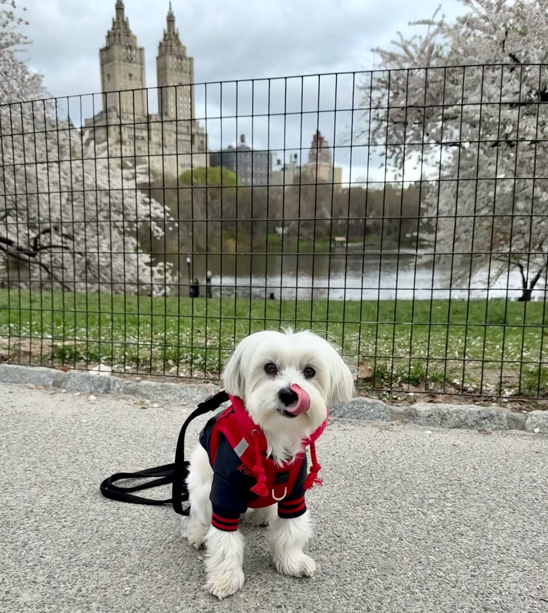 Top 10 Summer Dog Walking Tips to Protect Your Pup from Hot Pavement