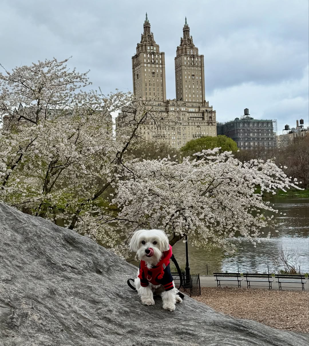 How to Avoid Dog Mom Guilt When You Can’t Walk Every Day