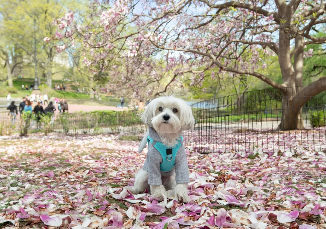 The No-Pull Harness Guide: What It Is & Why Every Dog Mom Needs One 🐶