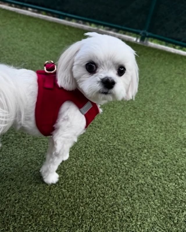 How to Choose the Best Harness for Your Dog’s Size and Personality 🐶