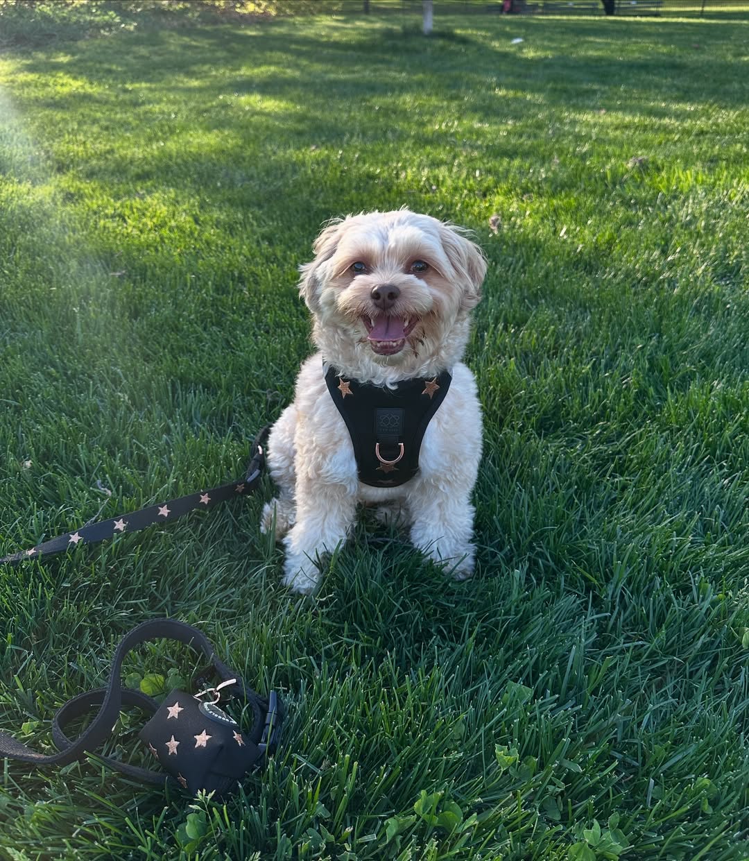 Dogistry™