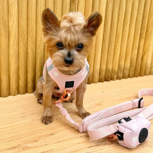 Top 10 Dog Walking Hacks Every Pet Parent Should Know In 2025 top-10-dog-walking-hacks-every-pet-parent-should-know-in-2025
