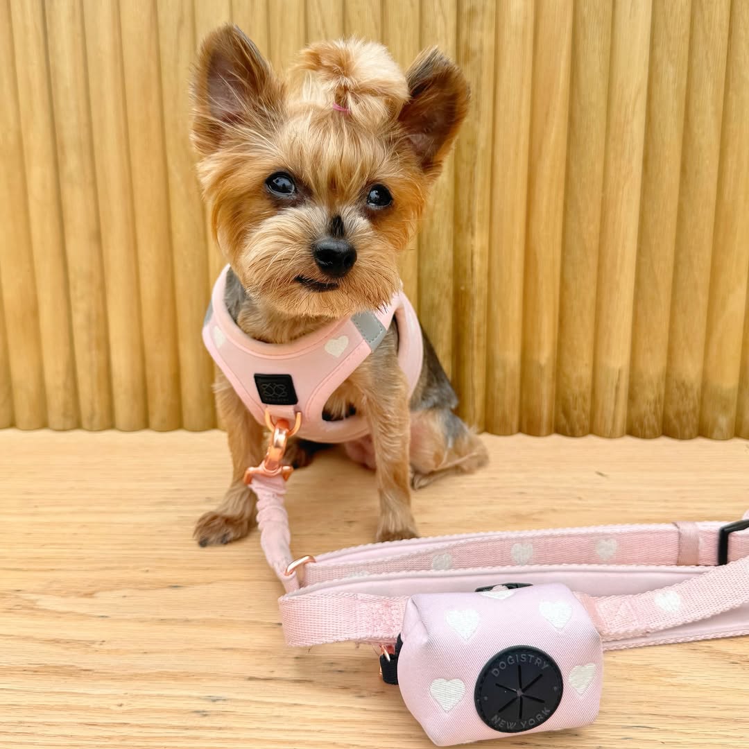 Dogistry™