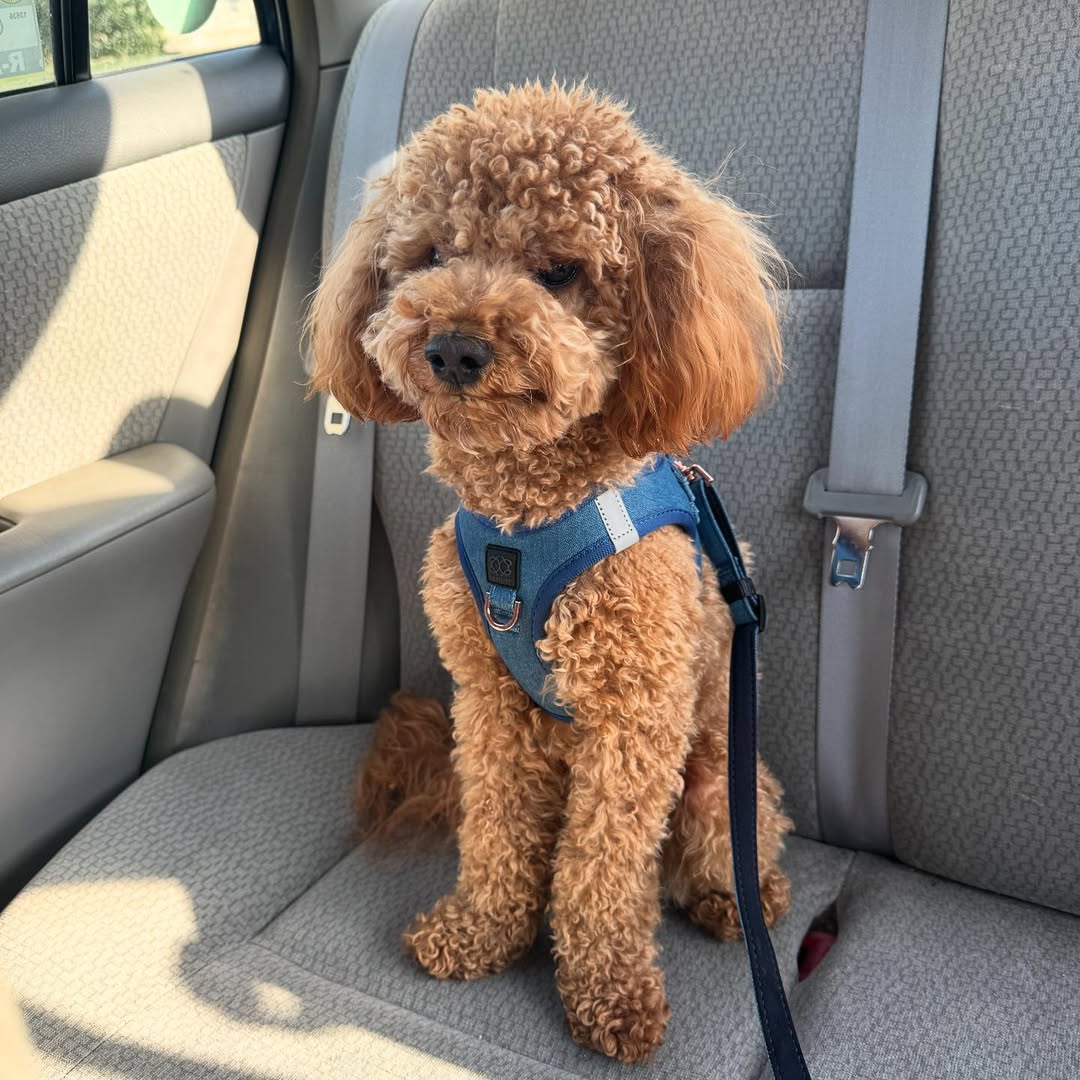Traveling with Your Dog: A Dog Mom’s Checklist for Smooth Trips