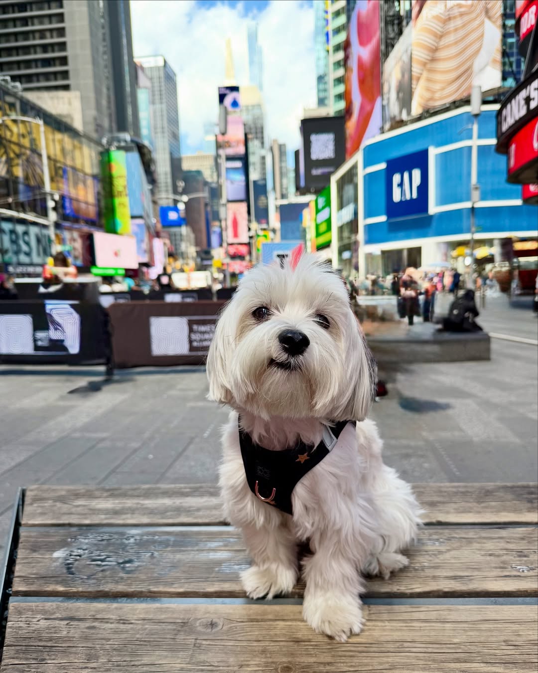 Things to Do With Your Dog in NYC