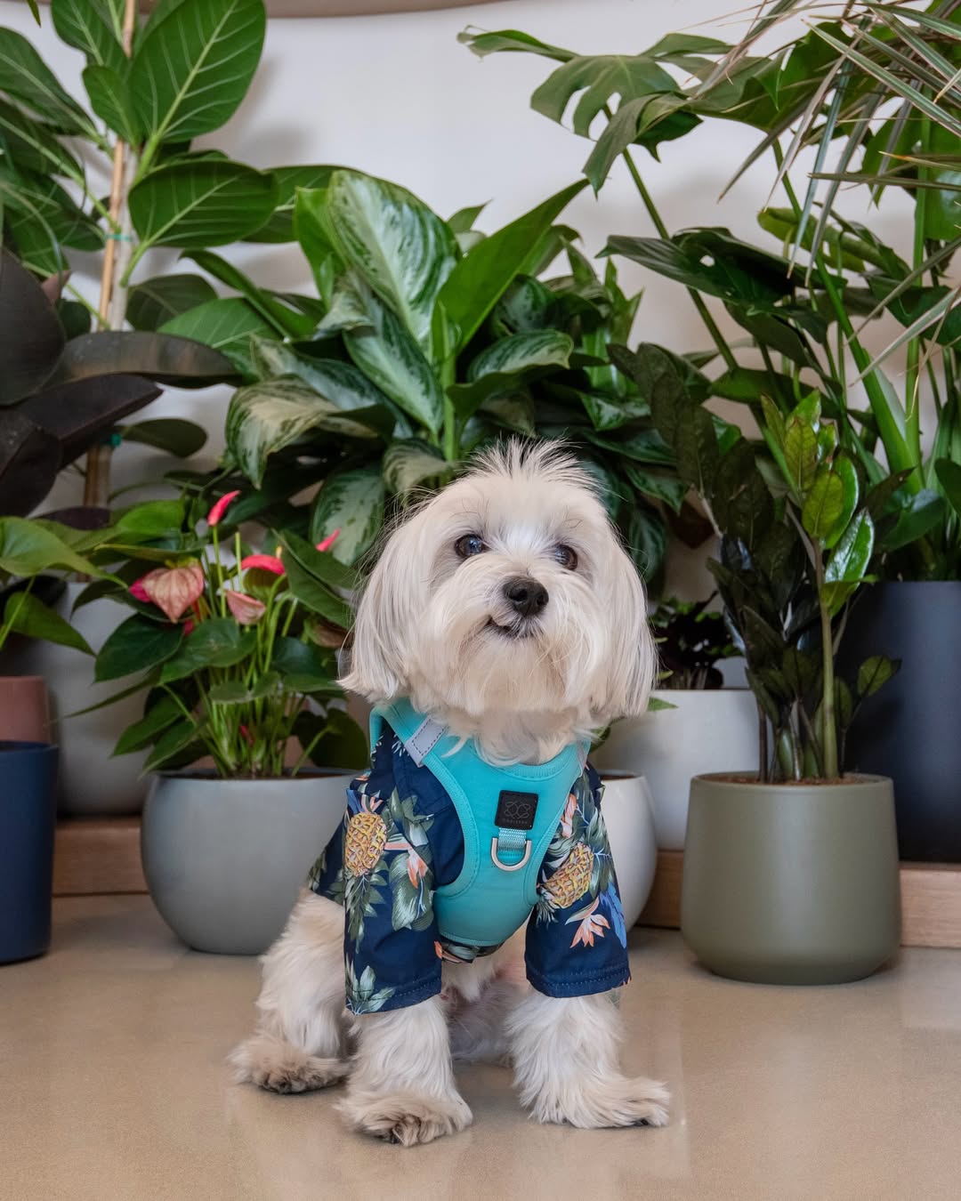 Best Dog Harnesses for No-Pull Training That Actually Work 🐶💪🚫