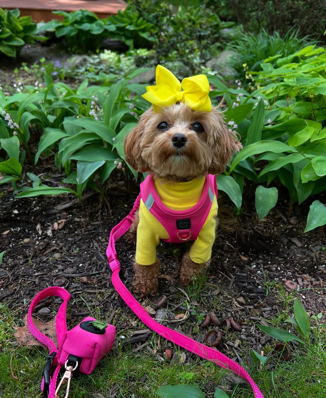 The Ultimate Dog Walking Gear Guide: Leashes, Harnesses & Waste Bag Holders 🐕🚶‍♂️👜