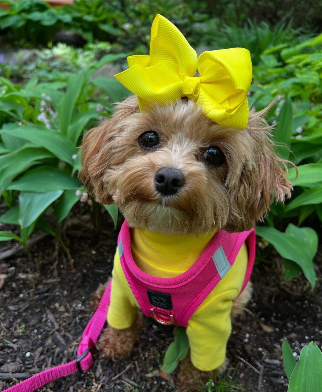 Dogistry™