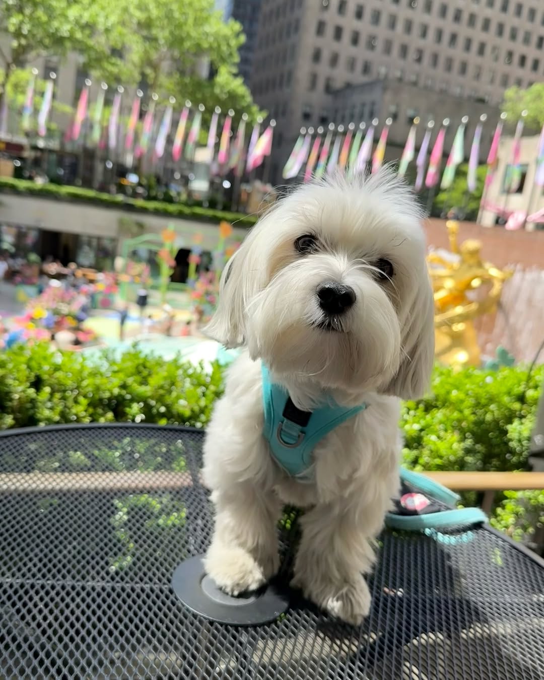 Most Popular Dog Harness Styles Trending with NYC Dog Owners