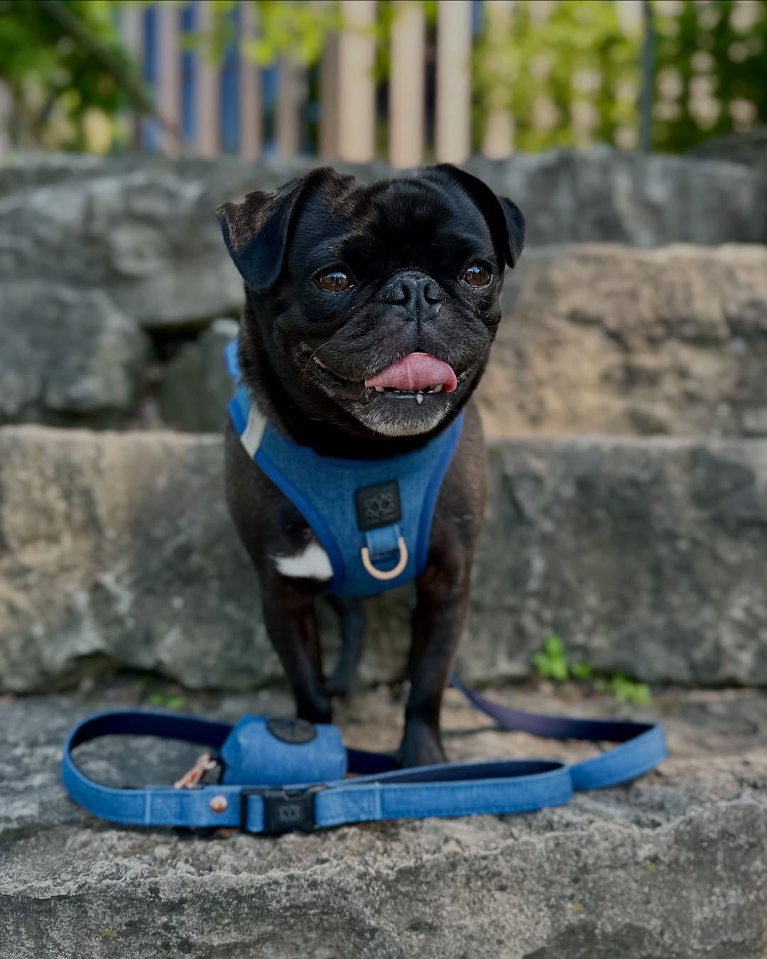 Why Every Stylish Dog in NYC Is Wearing a Step-In Harness This Year 🐾