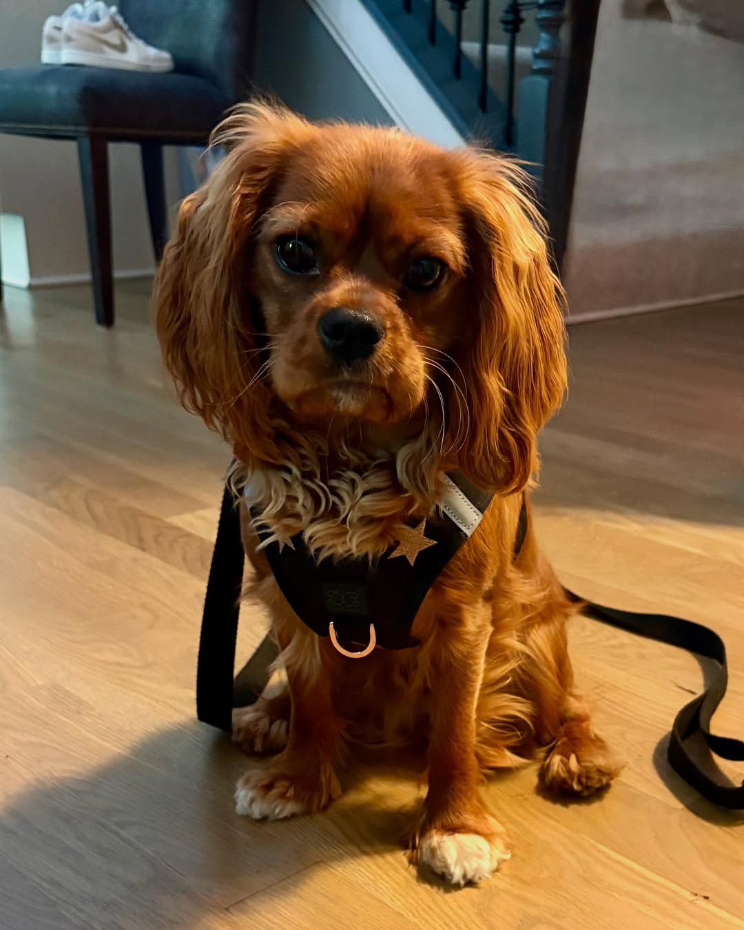 Best Dog Walking Sets for Dogs Who Hate Getting Dressed