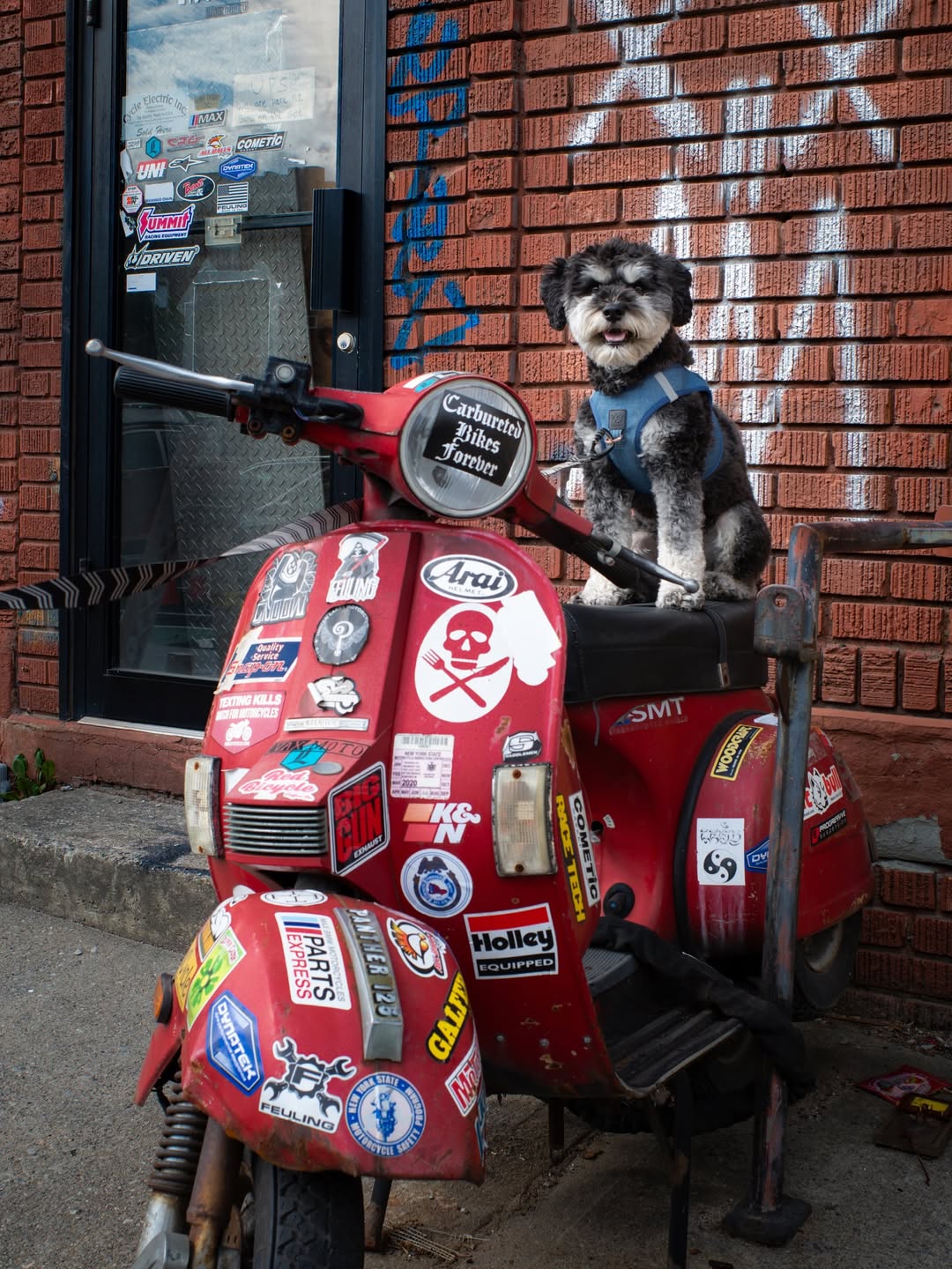 Dogistry™