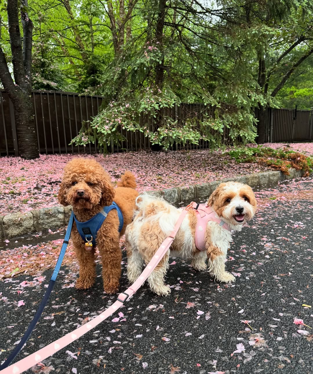 10 Tips for Walking Your Dog in a Busy City Without the Stress