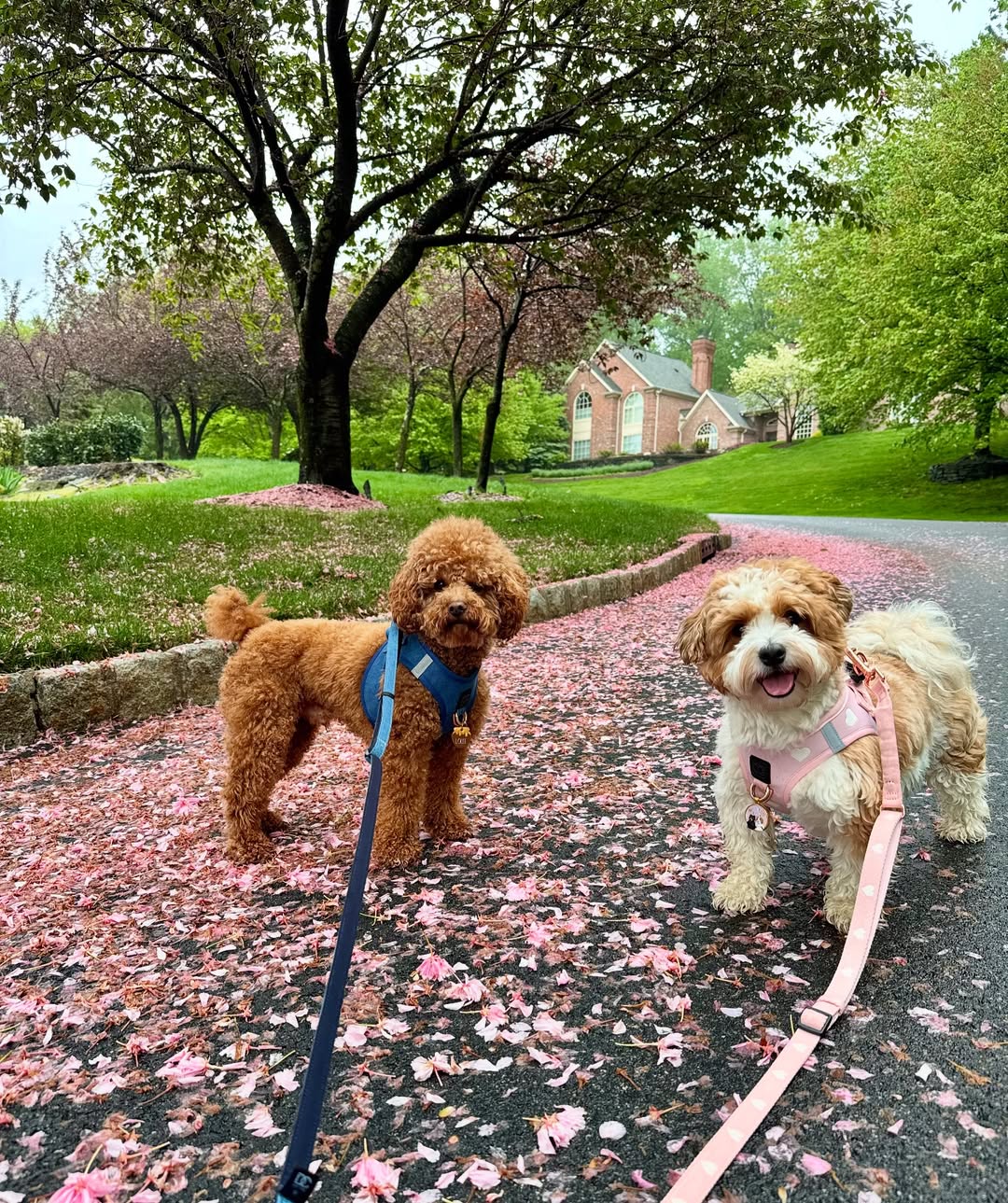 Why Do Dogs Like Walks