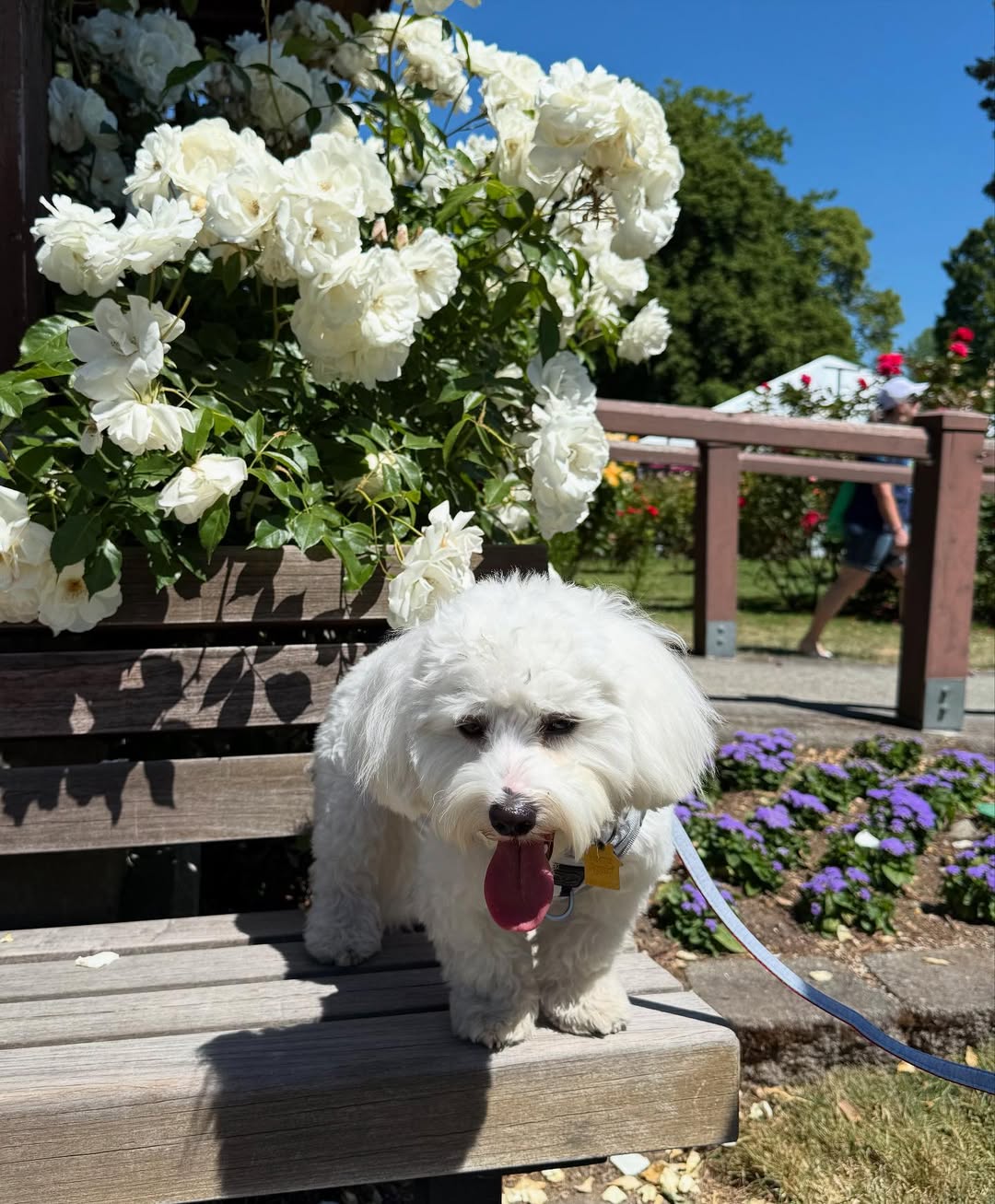 How to Plan the Cutest Dog Mom & Pup Picnic
