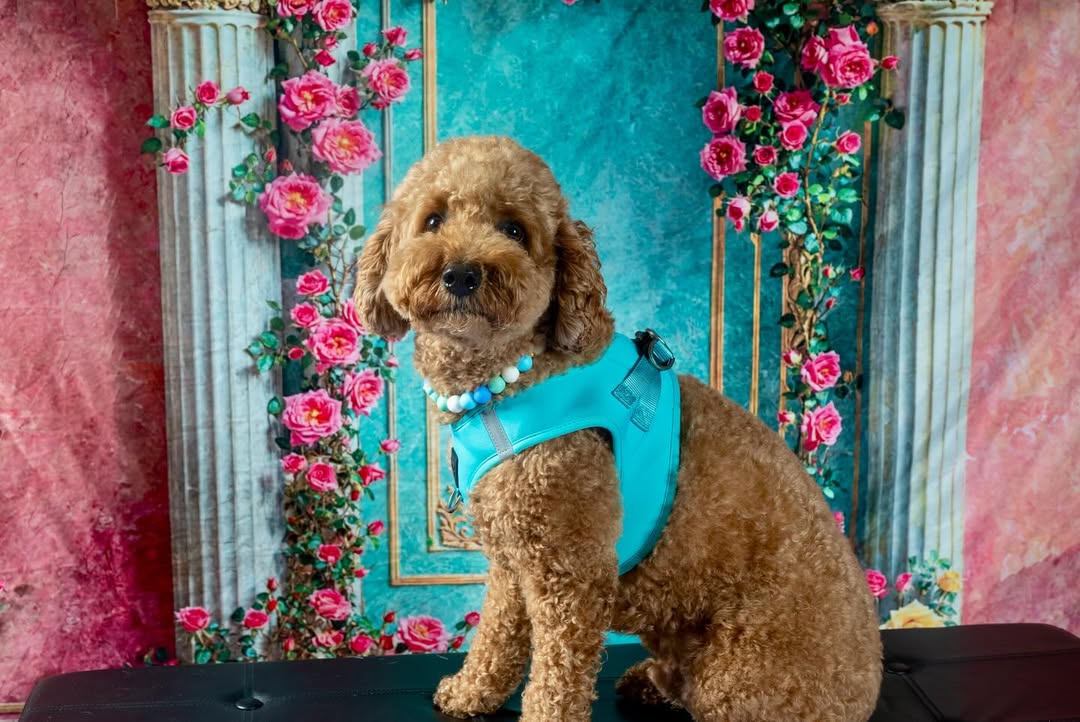 Step-In Style: How Luxe Dog Harnesses Are Redefining Comfort and Fashion for Modern Pet Parents