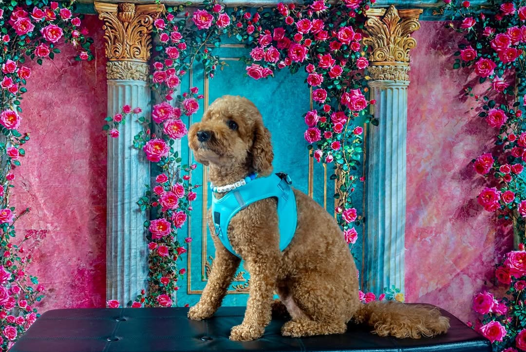 Most Popular Dog Harness Styles Trending with NYC Dog Owners🐕‍🦺