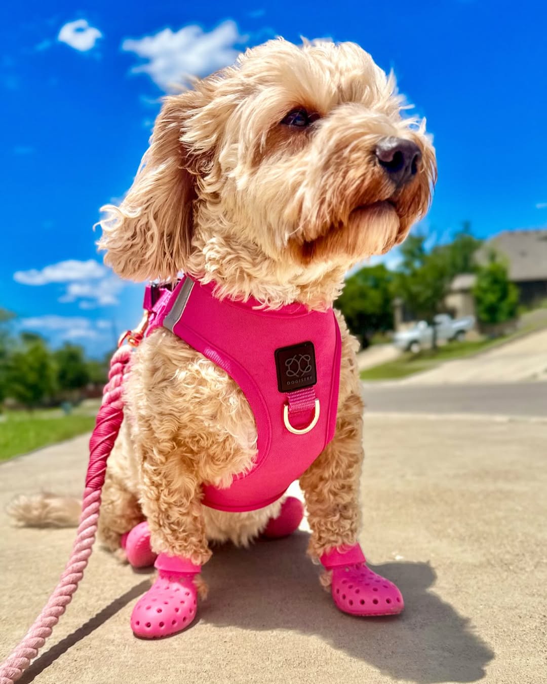 Chic & Safe: How Trendy Dog Moms Are Upgrading Their Walk Game in 2025 🐶